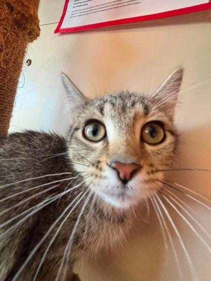 Crane, Adoptable, Kitten Male Domestic Short Hair & Domestic Short Hair.