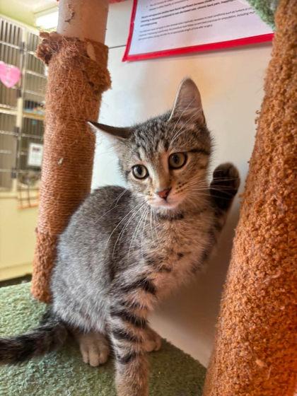 Enlarge Crane, a Adoptable mixed breed in Scottsbluff, NE image 2/3