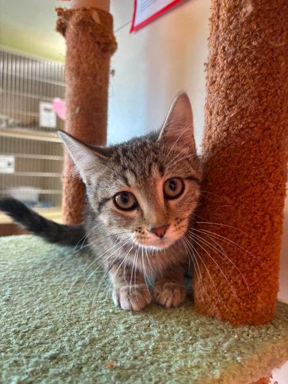 Enlarge Crane, a Adoptable mixed breed in Scottsbluff, NE image 3/3