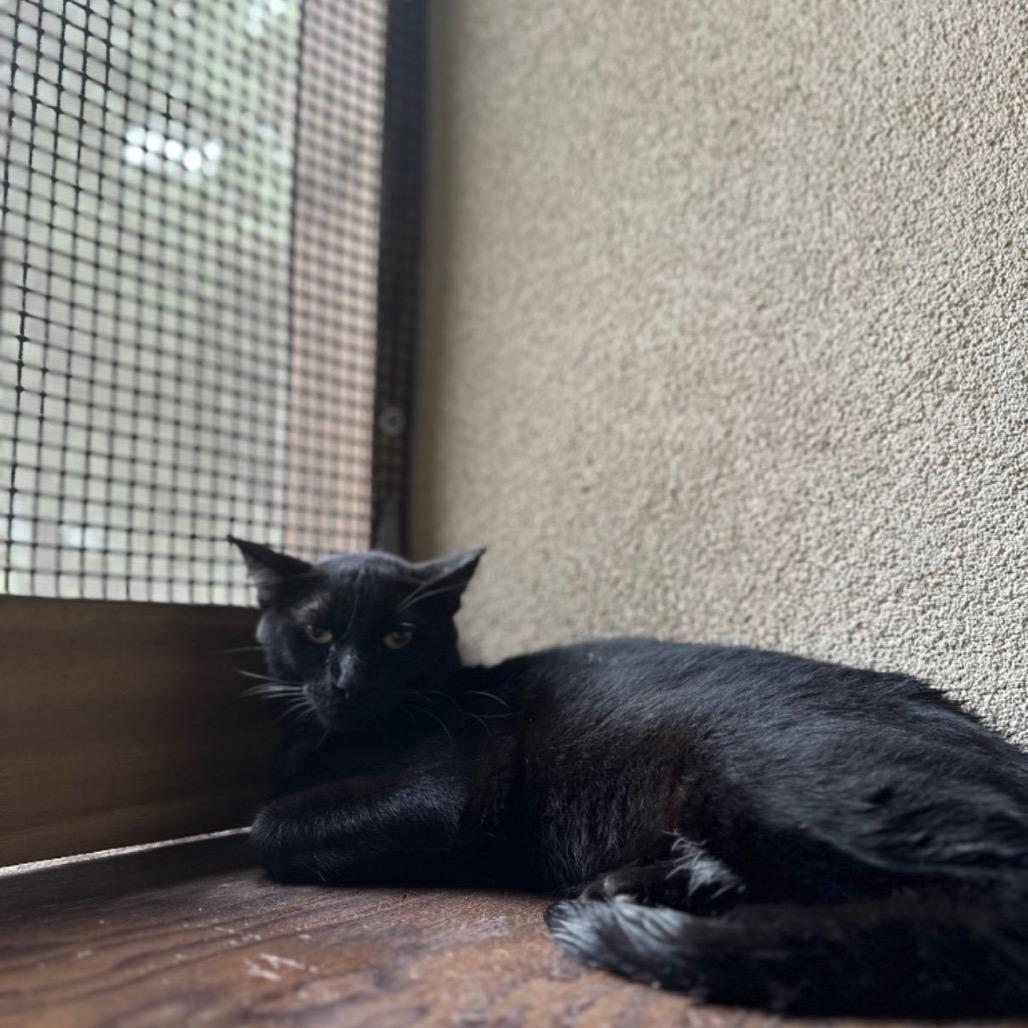 Enlarge Johnny Bravo, a Adoptable American Shorthair in Fulton, TX image 1/1