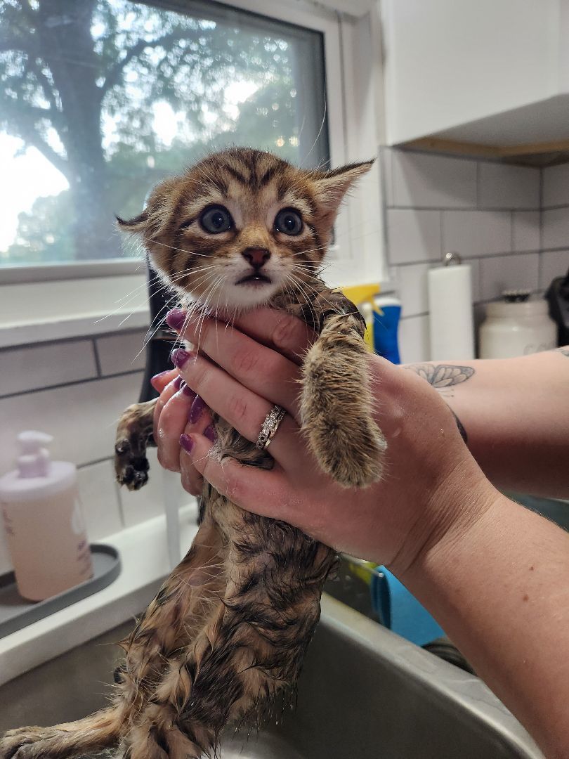 Ice Spice, Adopted, Kitten Female Domestic Short Hair & Bengal.