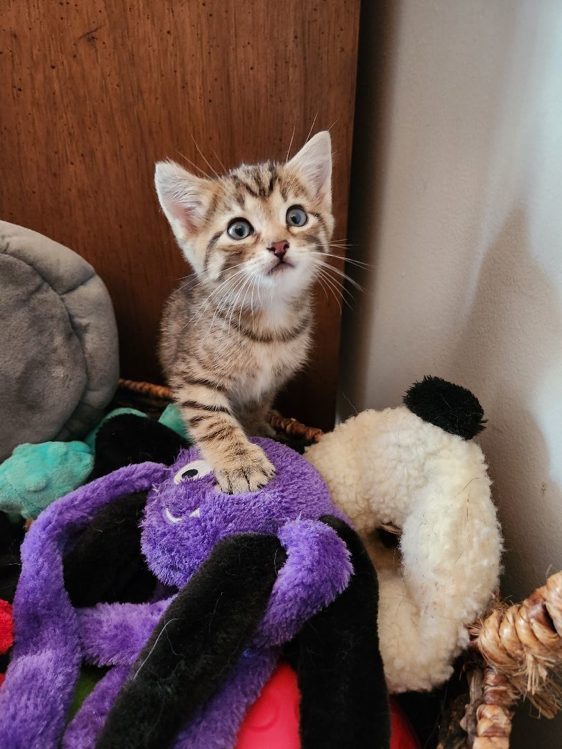 Enlarge Ice Spice, a Adopted mixed breed in monroe, NC image 2/3