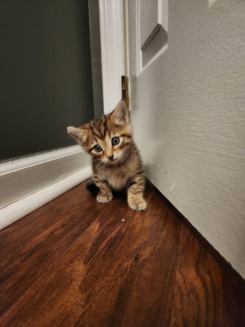 Enlarge Ice Spice, a Adopted mixed breed in monroe, NC image 3/3