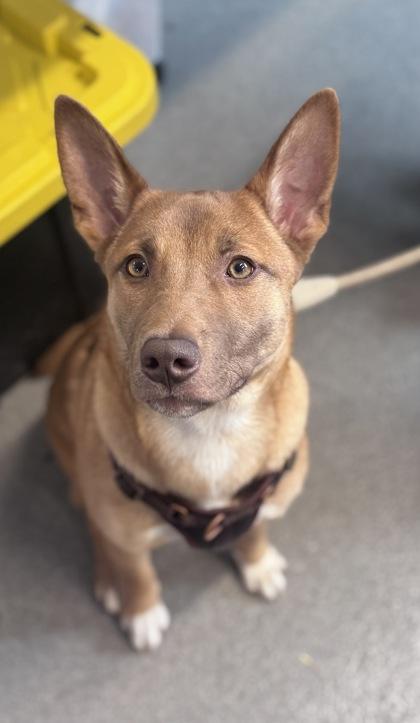 Willow — thumbnail 2