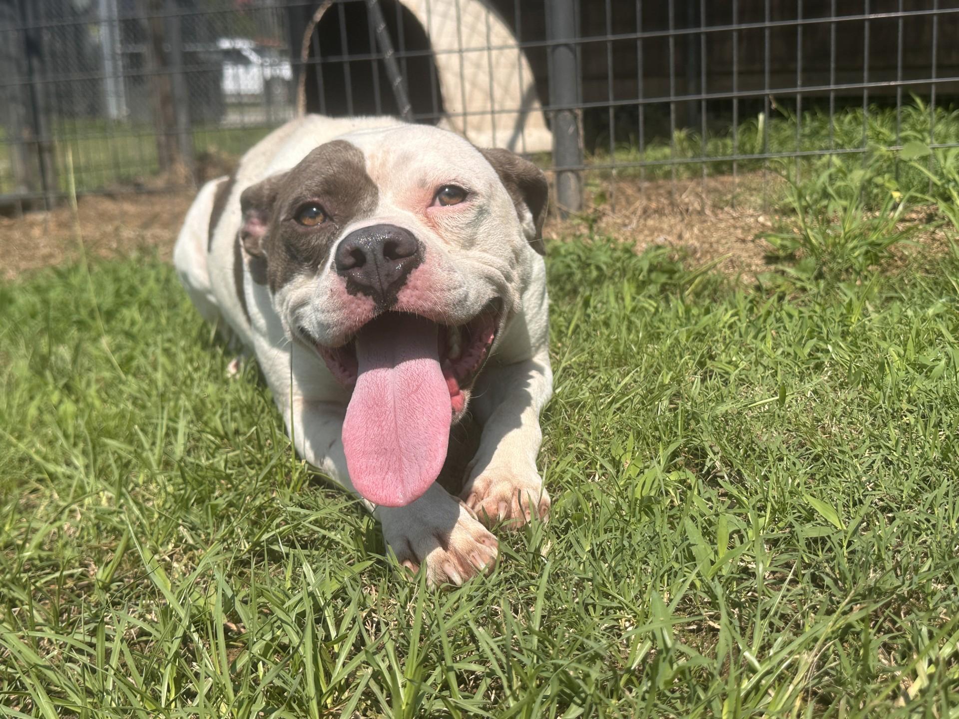 Enlarge Spooky, a ADOPTABLE mixed breed in Orangeburg, SC image 1/3