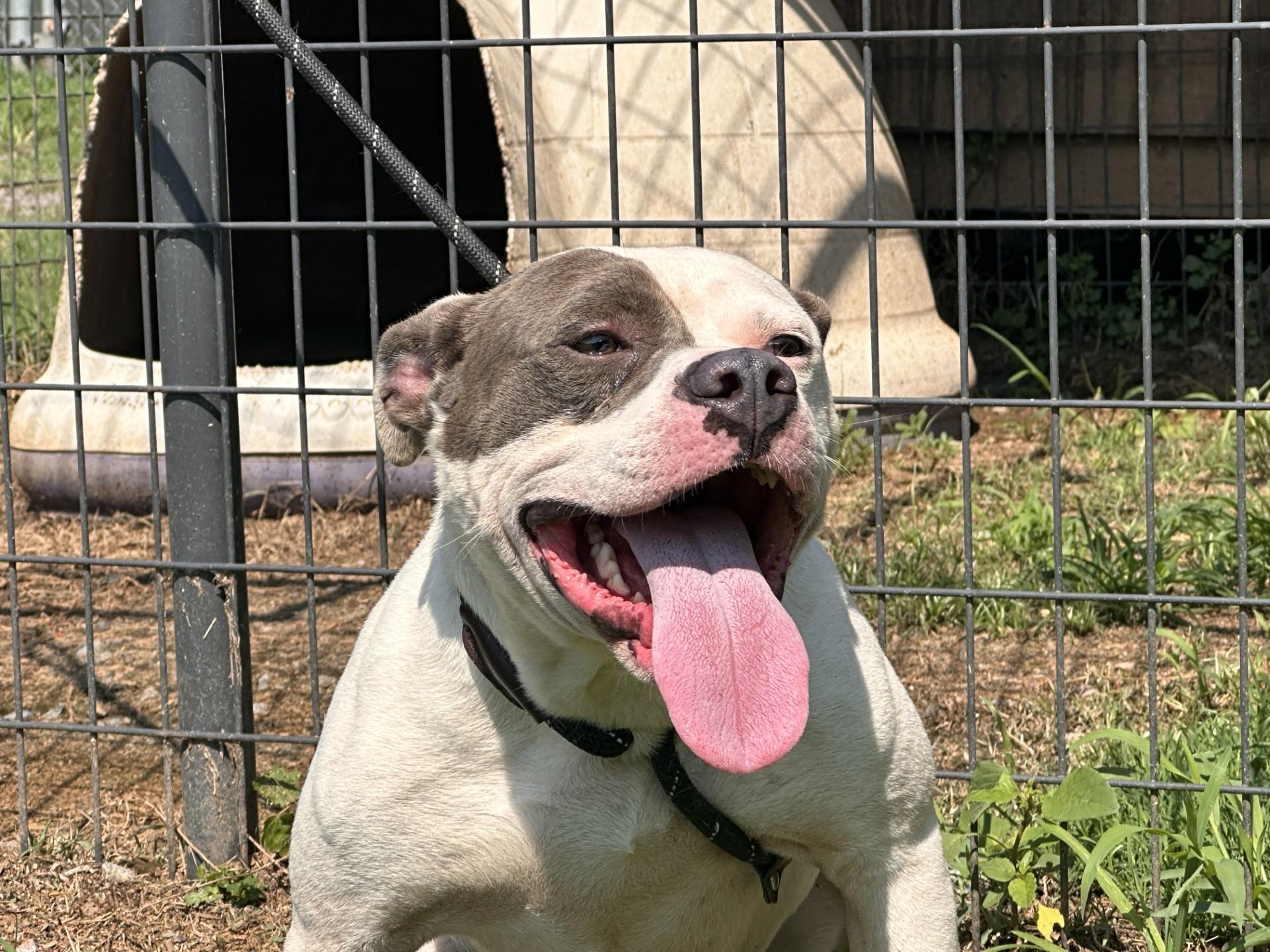 Enlarge Spooky, a ADOPTABLE mixed breed in Orangeburg, SC image 3/3
