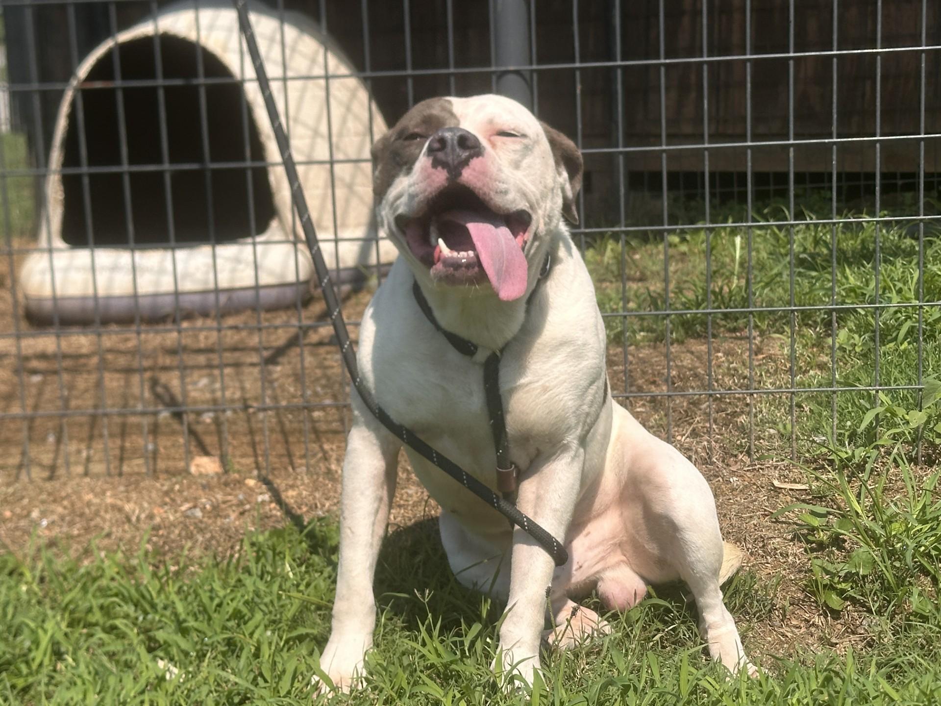Enlarge Spooky, a ADOPTABLE mixed breed in Orangeburg, SC image 2/3