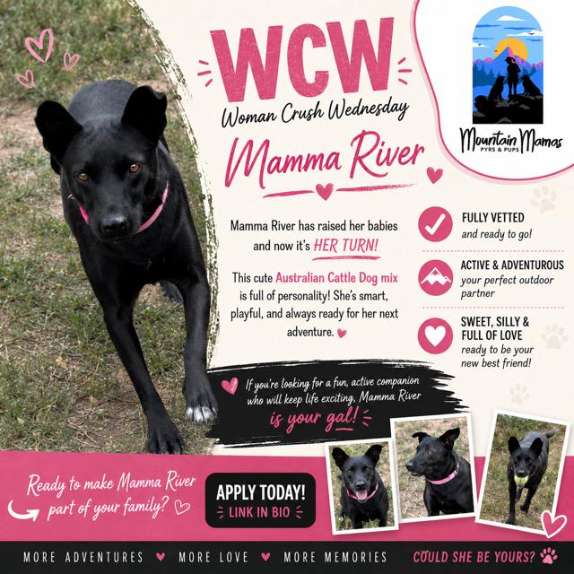 Enlarge Mama River, a Adoptable mixed breed in Midway, UT image 1/3