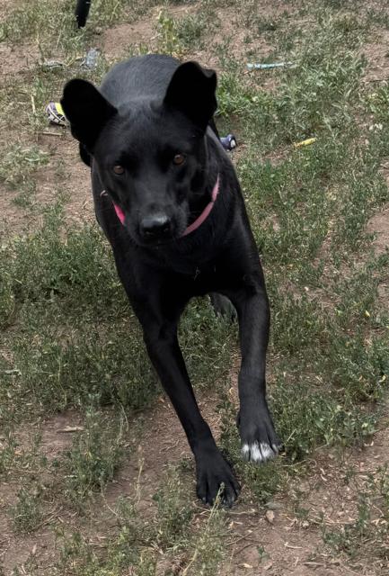 Enlarge Mama River, a Adoptable mixed breed in Midway, UT image 2/3