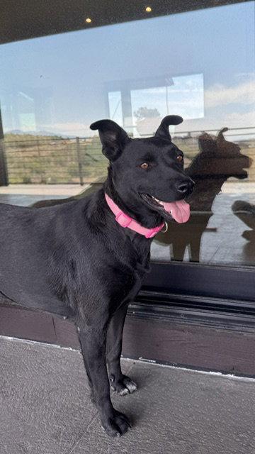 Enlarge Mama River, a Adoptable mixed breed in Midway, UT image 3/3
