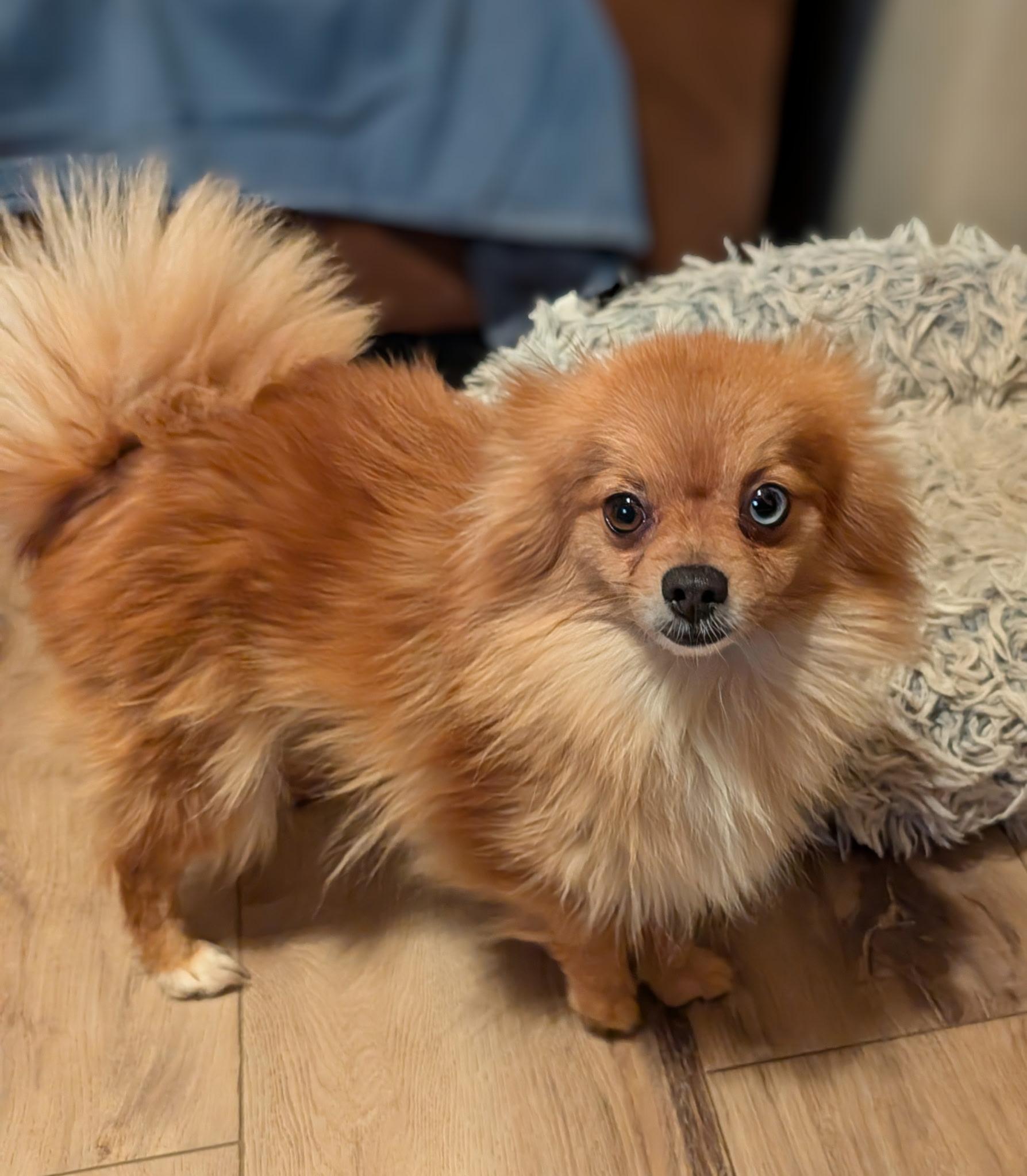 Roxy, ADOPTABLE, Adult Female Pomeranian.
