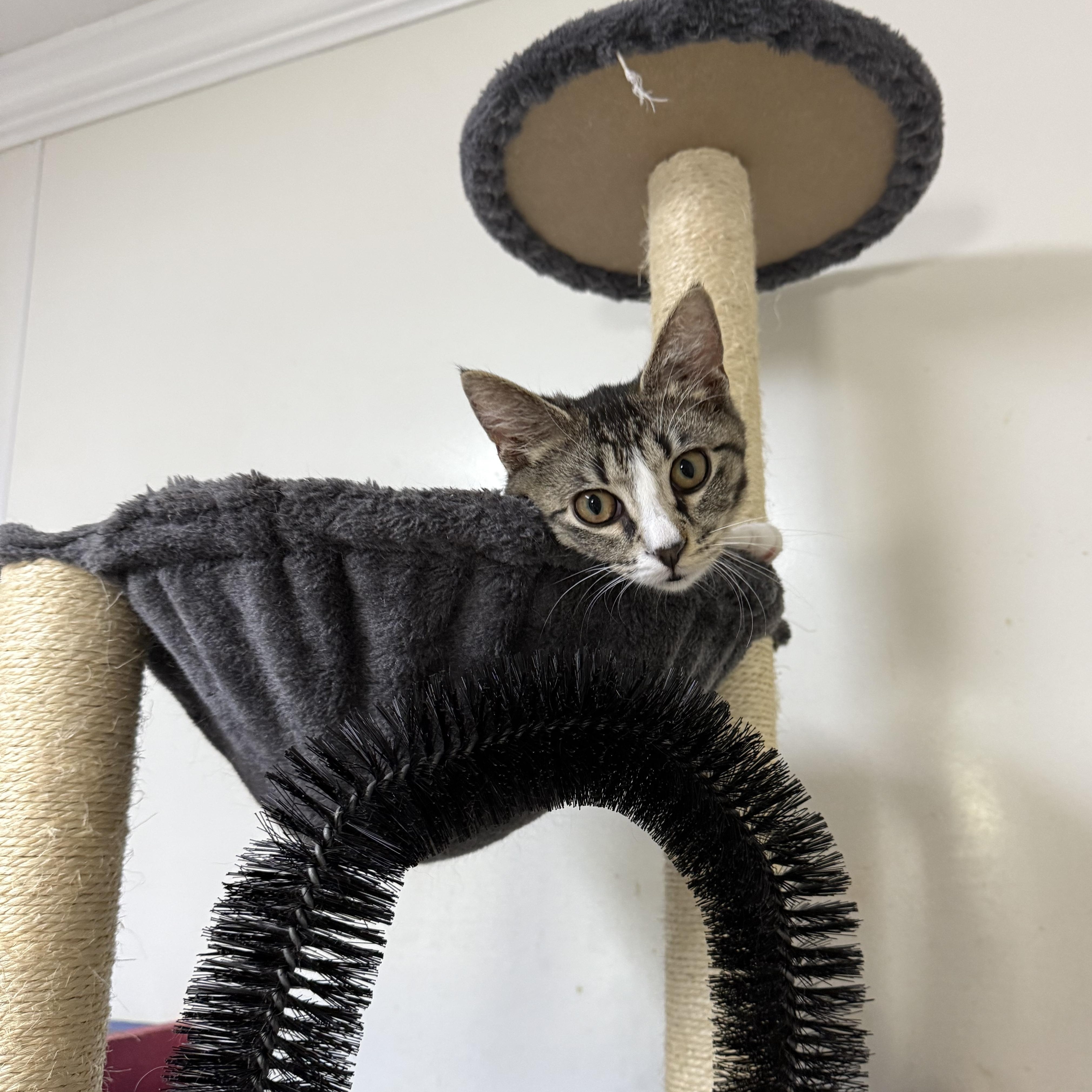 Javvy, adopted, Kitten Female Domestic Short Hair.