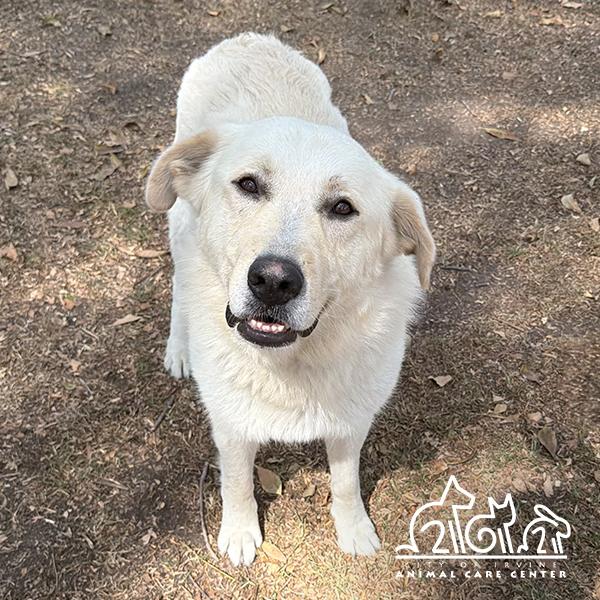 BRUCE, Adoptable, Adult Male Great Pyrenees & German Shepherd Dog.