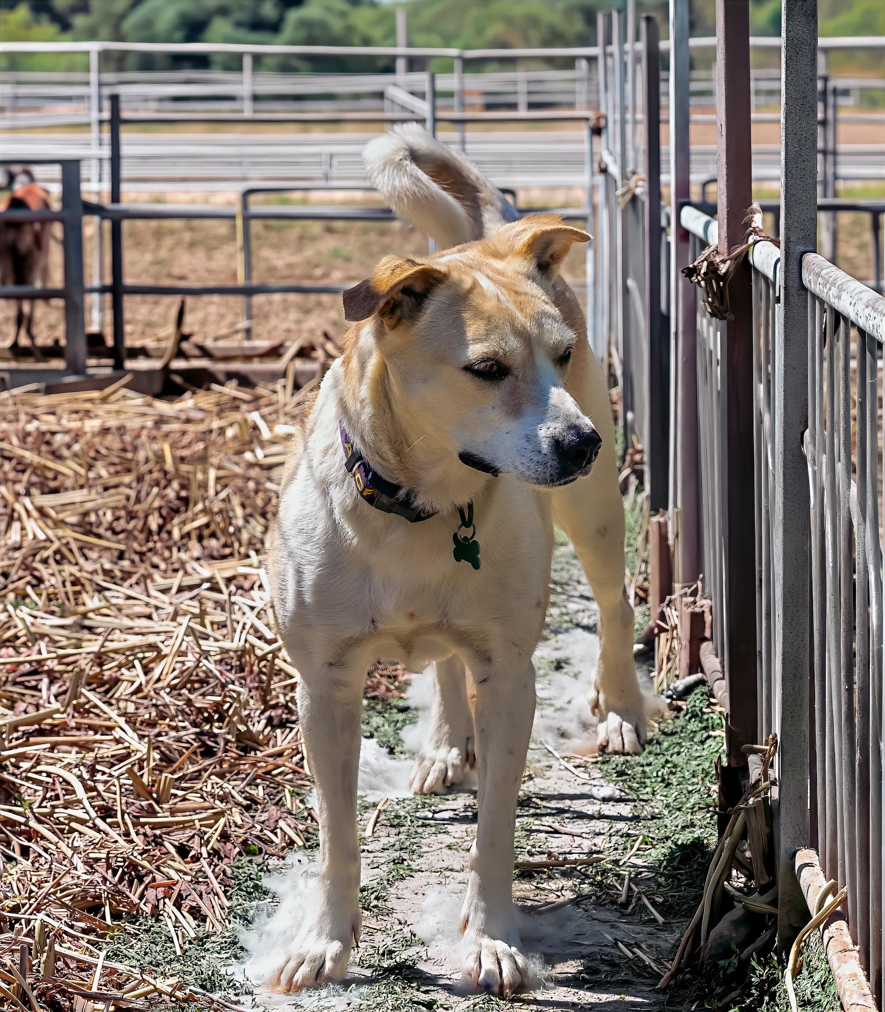 Chelsea, a ADOPTABLE mixed breed in Jacksonville, OR image 4/4
