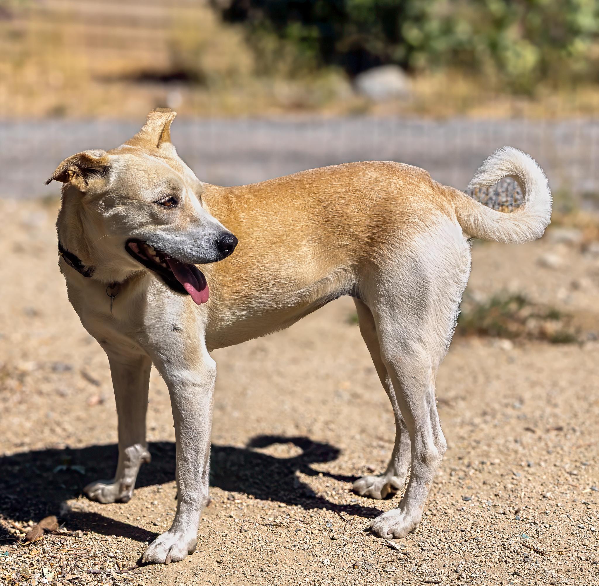 Chelsea, a ADOPTABLE mixed breed in Jacksonville, OR image 3/4