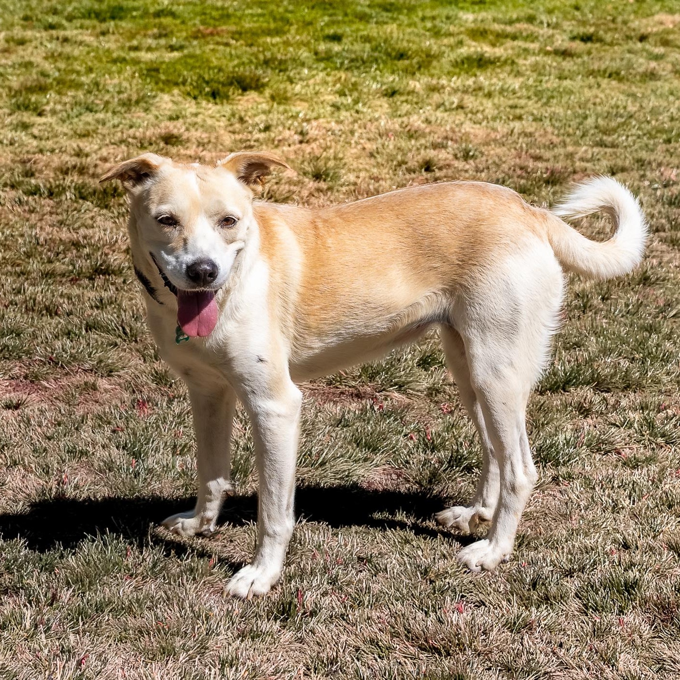 Chelsea, a ADOPTABLE mixed breed in Jacksonville, OR image 1/4