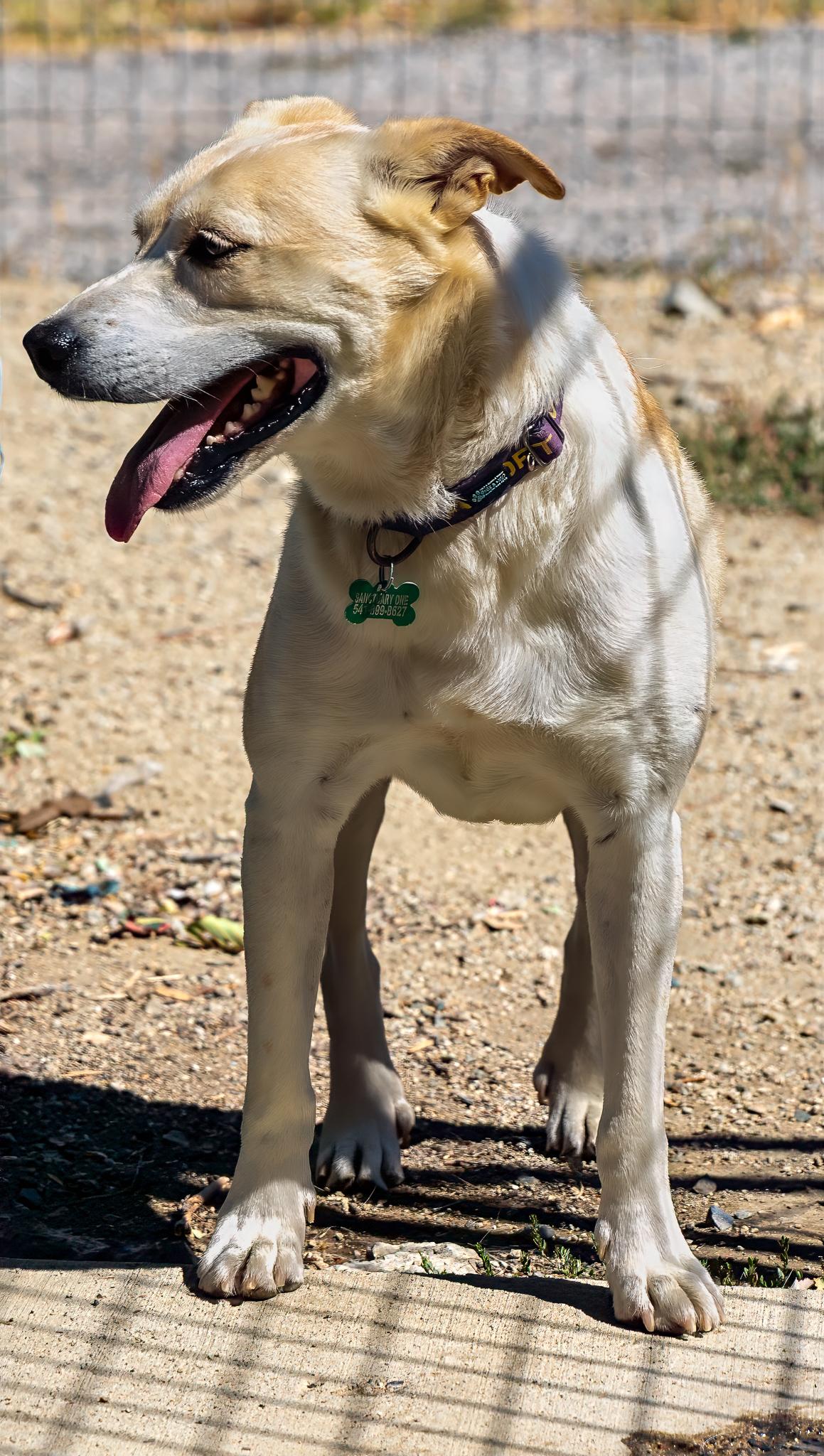 Chelsea, a ADOPTABLE mixed breed in Jacksonville, OR image 2/4