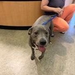 Chevey 60194390, ADOPTABLE, Senior Male Pit Bull Terrier.