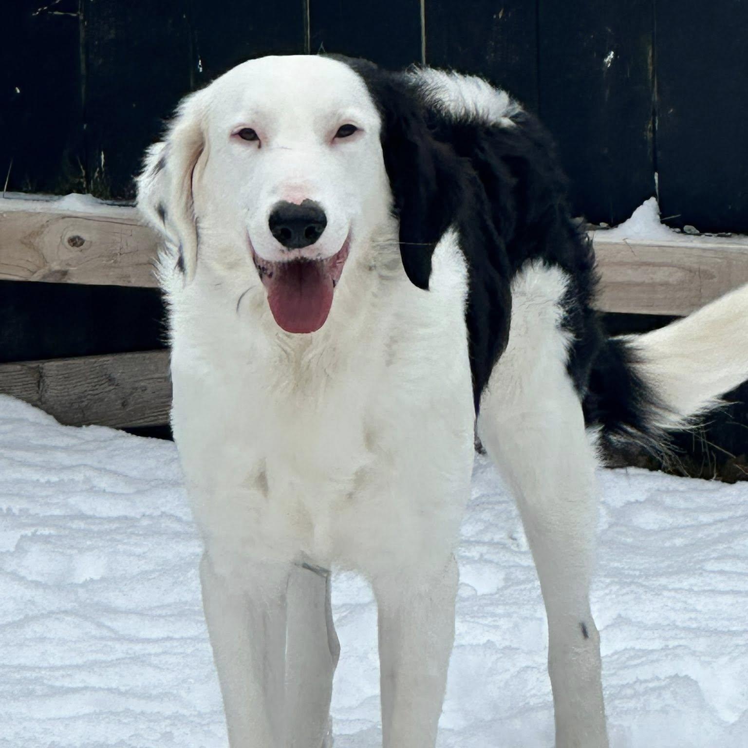 Enlarge Ozzy, a ADOPTABLE mixed breed in Winchester, KY image 1/2