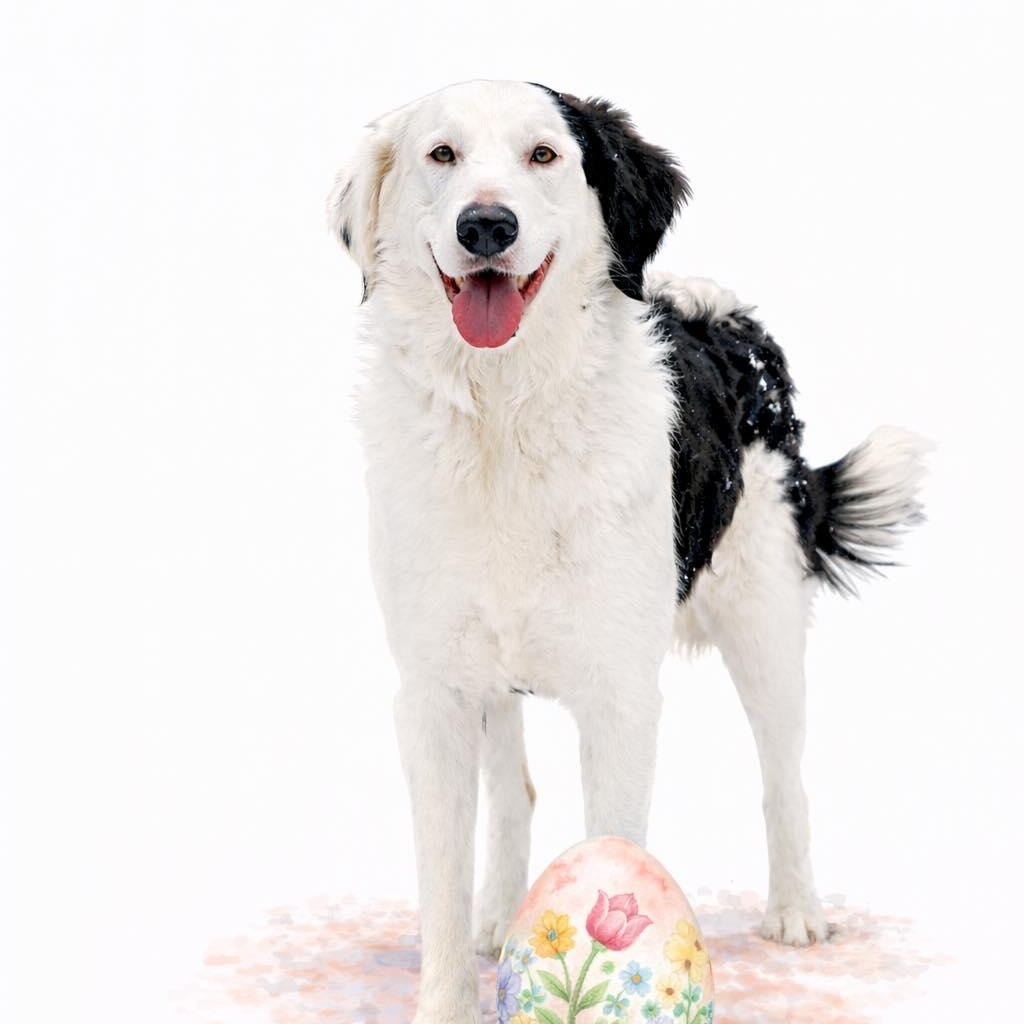 Enlarge Ozzy, a ADOPTABLE mixed breed in Winchester, KY image 2/2