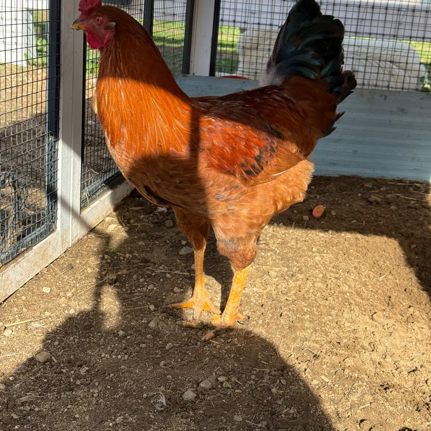 Enlarge Bernie, a ADOPTABLE Chicken in Redlands, CA image 1/2