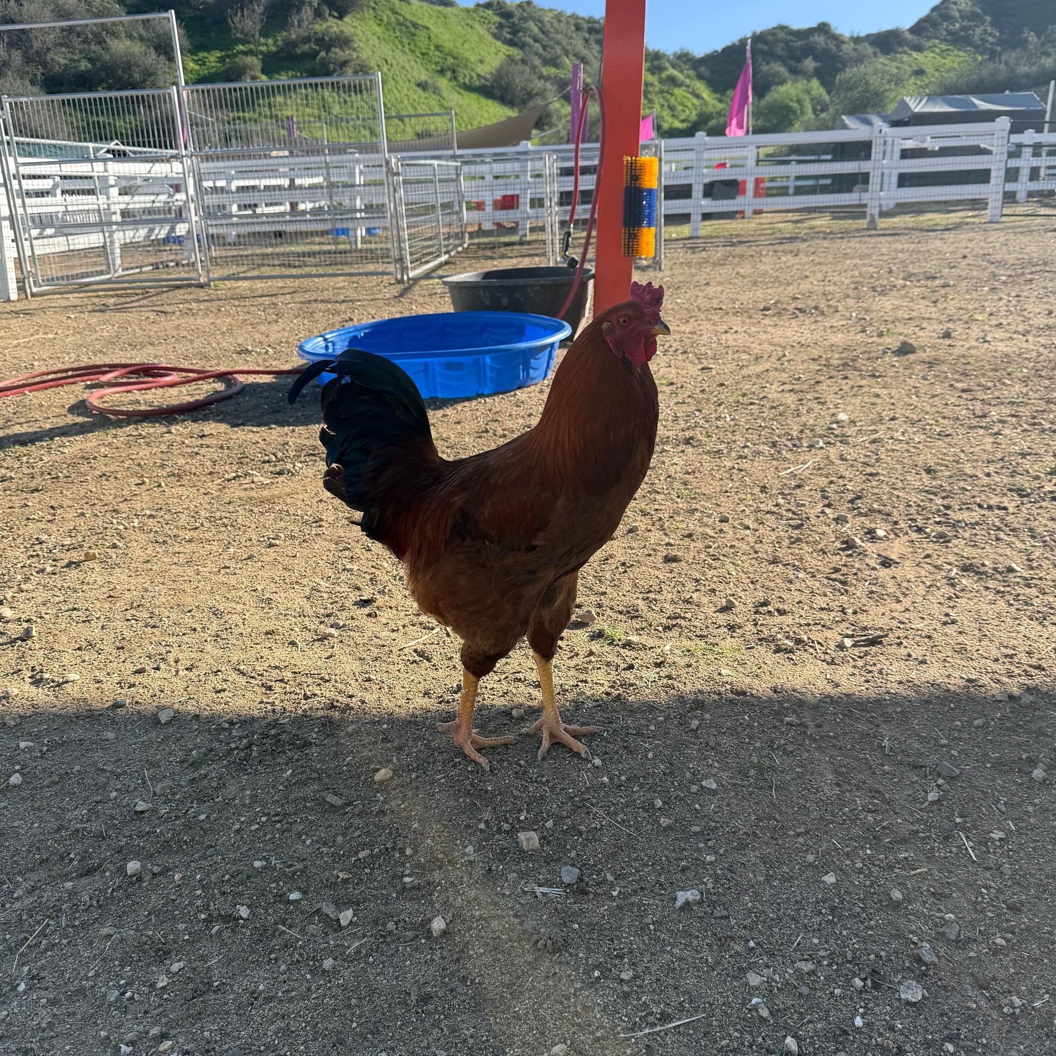 Enlarge Bernie, a ADOPTABLE Chicken in Redlands, CA image 2/2