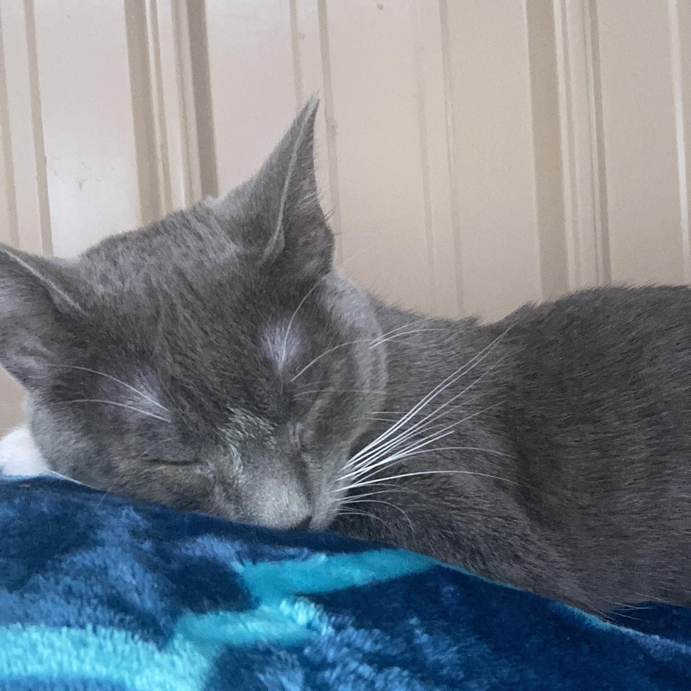 Charlotte, a Adoptable mixed breed in Tahlequah, OK image 3/5