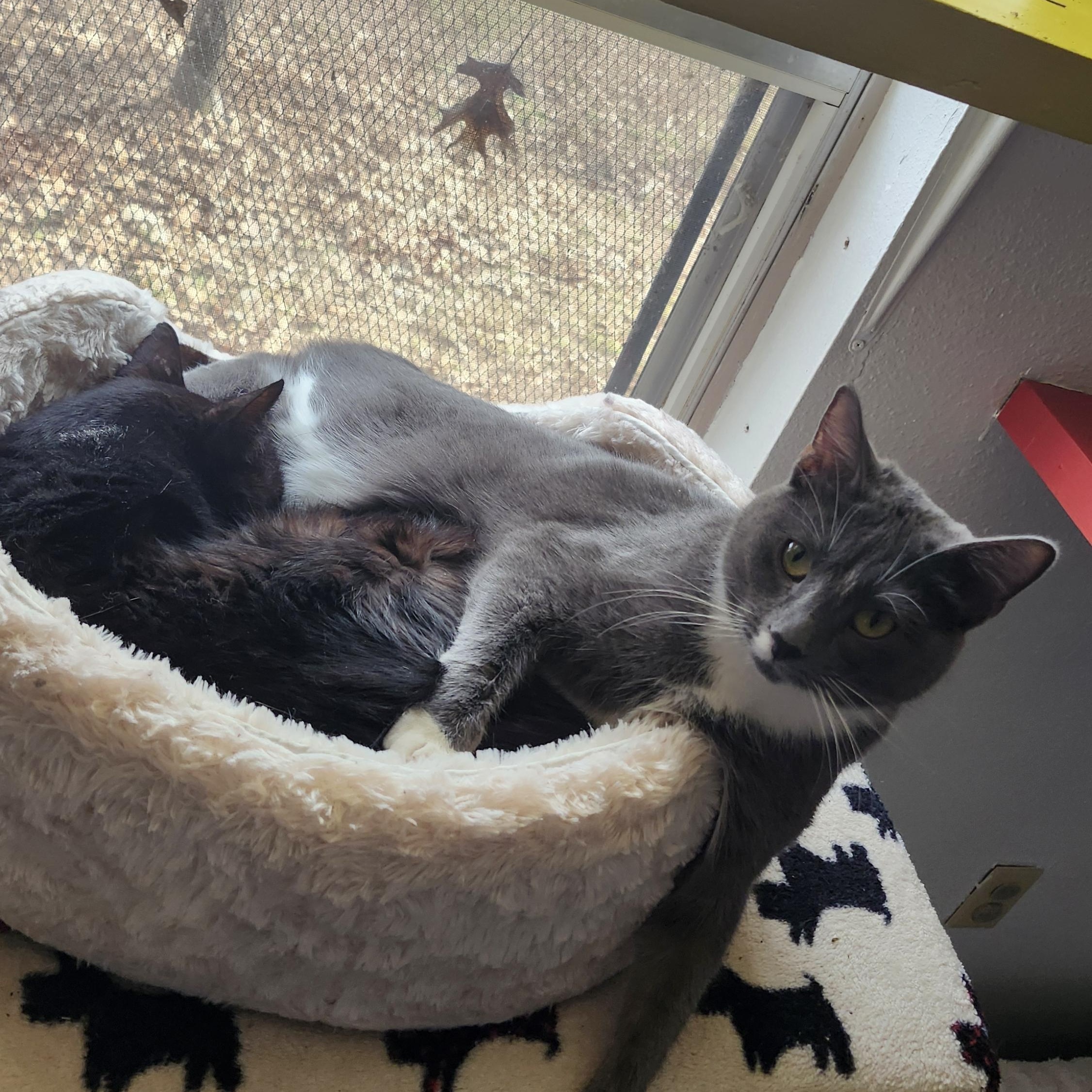 Enlarge Charlotte, a Adoptable mixed breed in Tahlequah, OK image 4/6