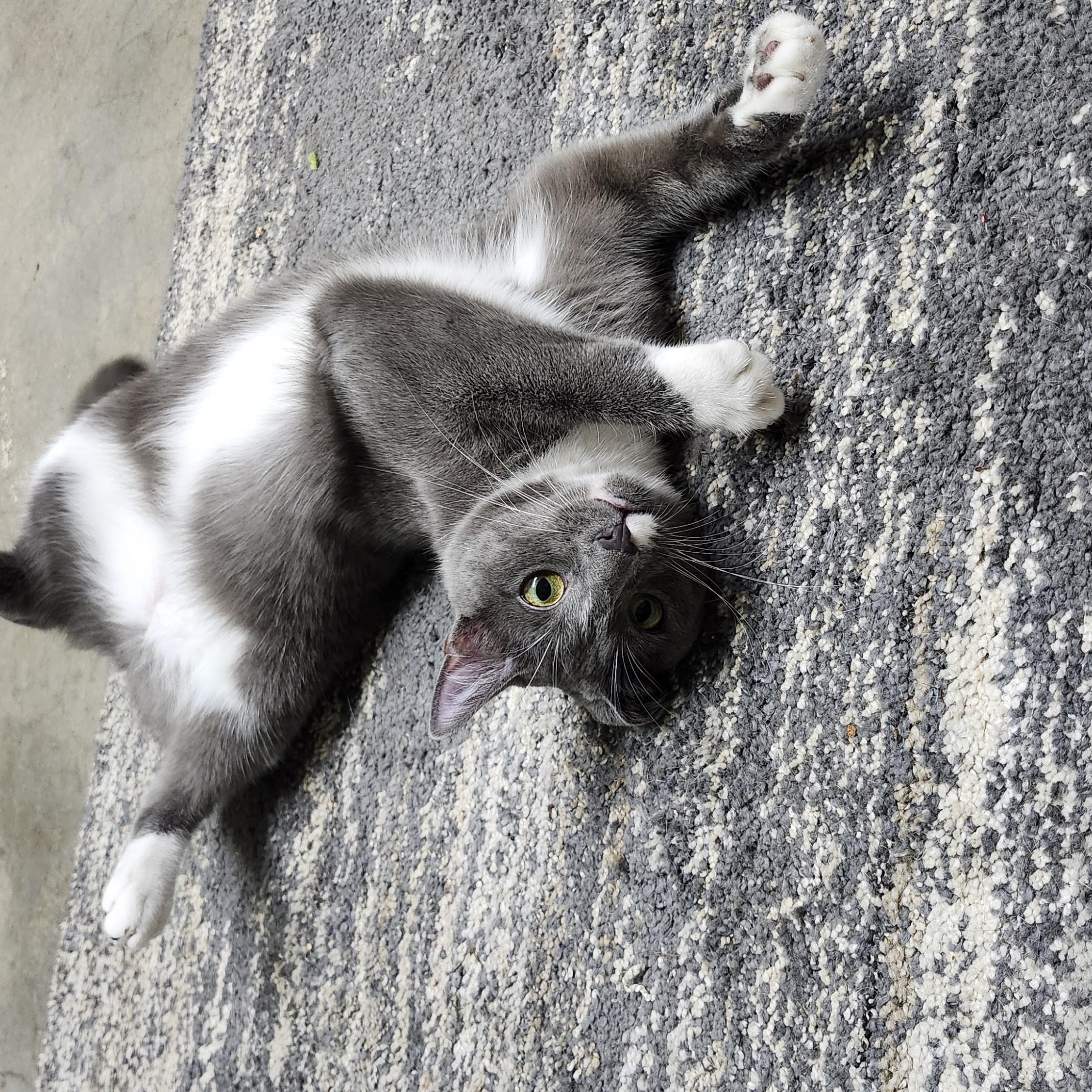 Enlarge Charlotte, a Adoptable mixed breed in Tahlequah, OK image 3/6