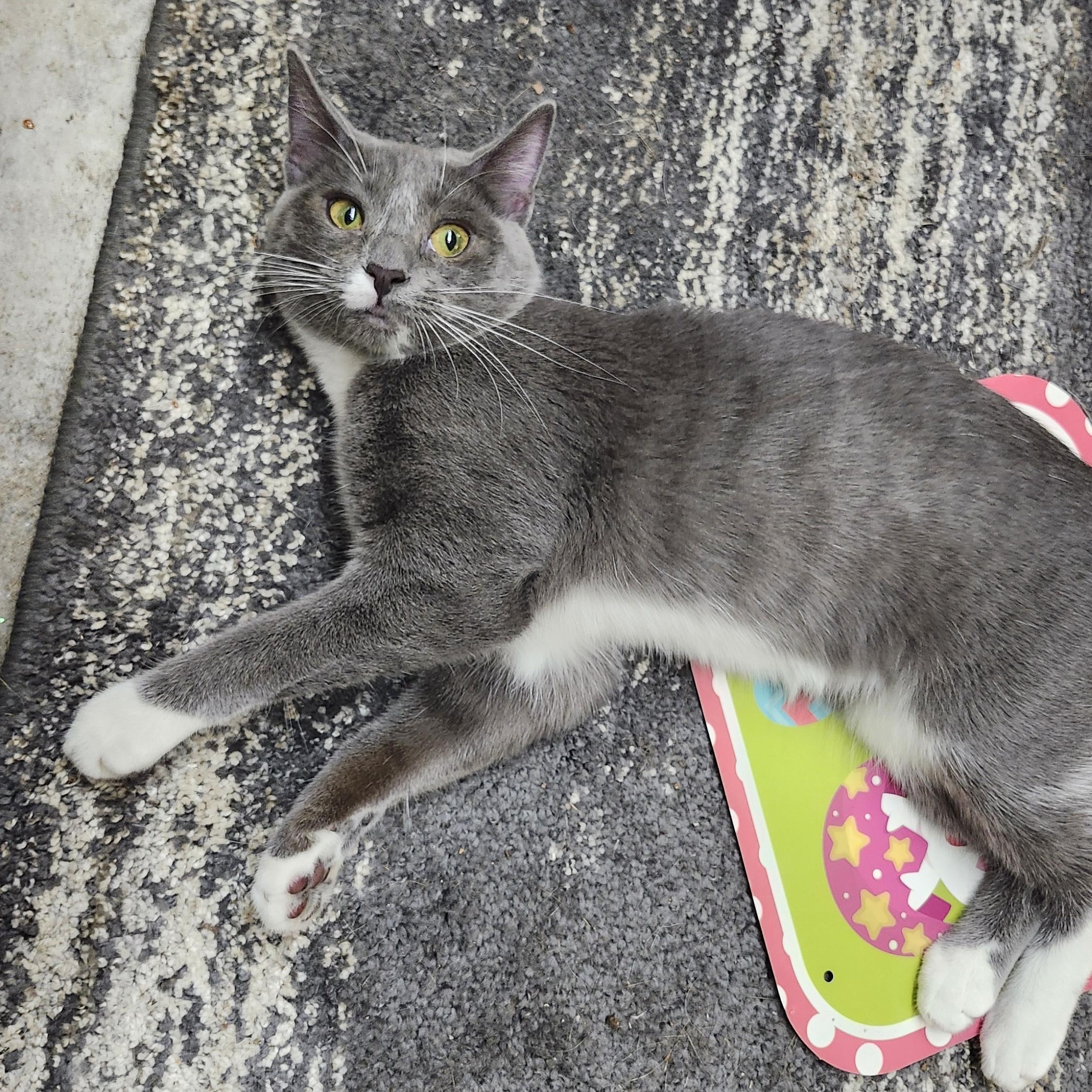 Enlarge Charlotte, a Adoptable mixed breed in Tahlequah, OK image 5/6