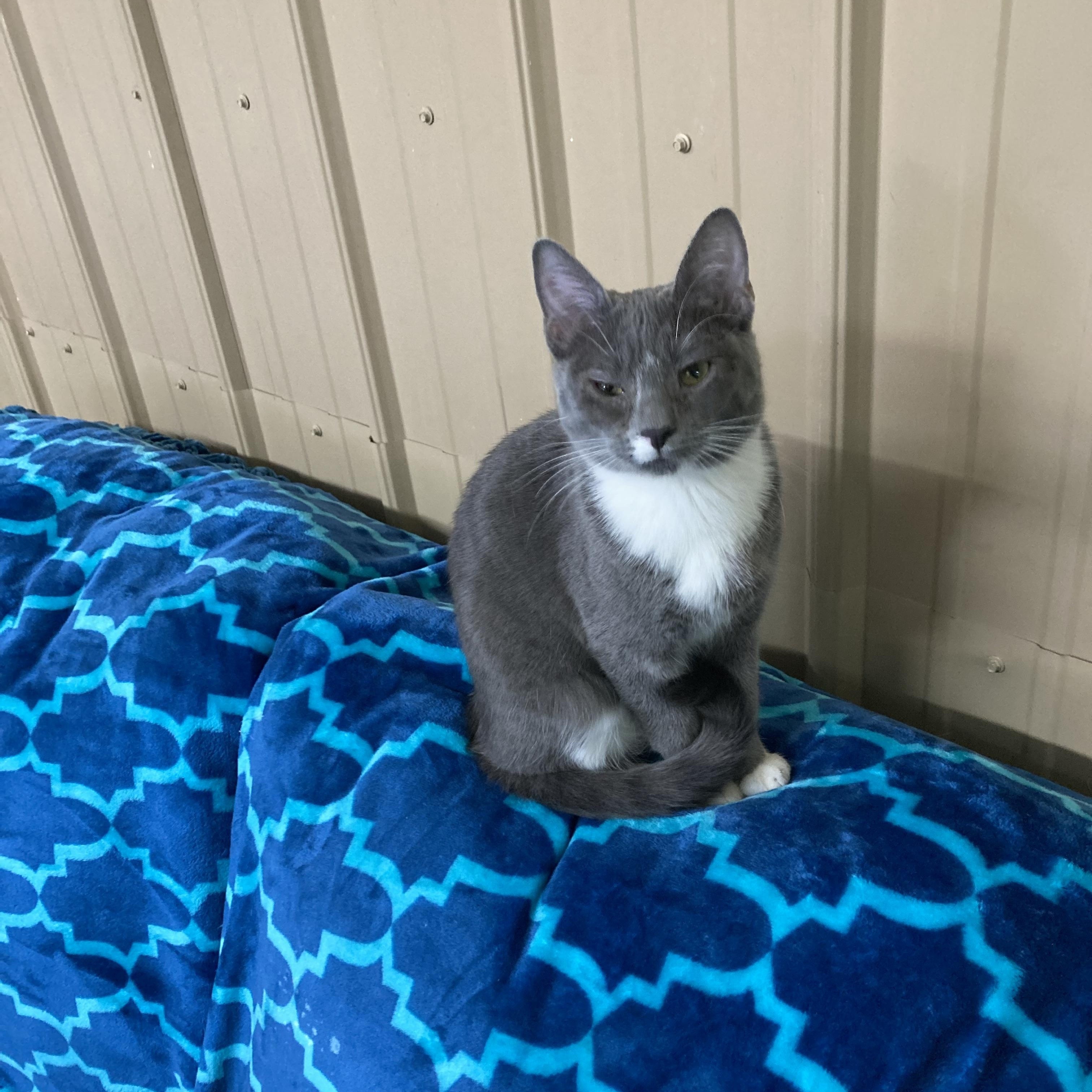 Charlotte, a Adoptable mixed breed in Tahlequah, OK image 4/5