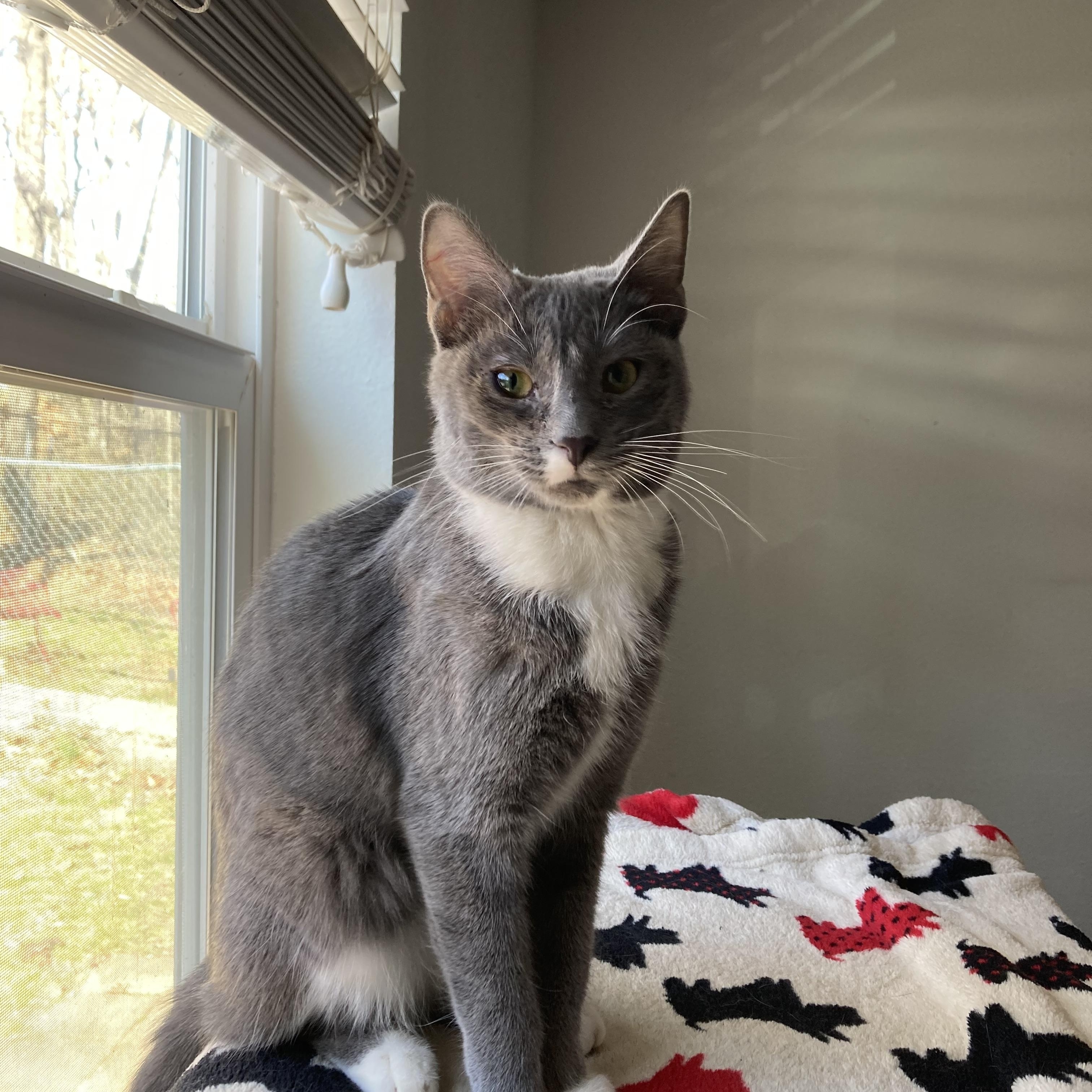 Charlotte, a Adoptable mixed breed in Tahlequah, OK image 1/5