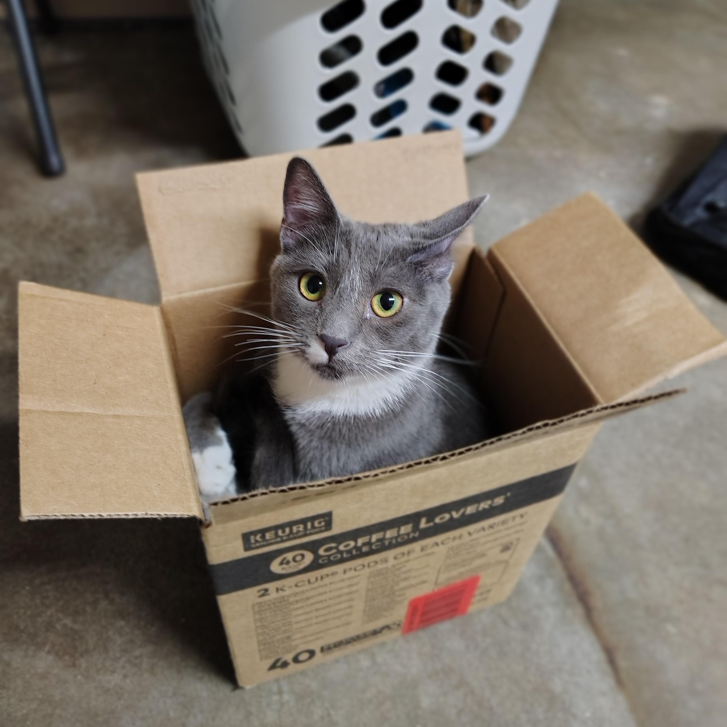 Charlotte, a Adoptable mixed breed in Tahlequah, OK image 2/5