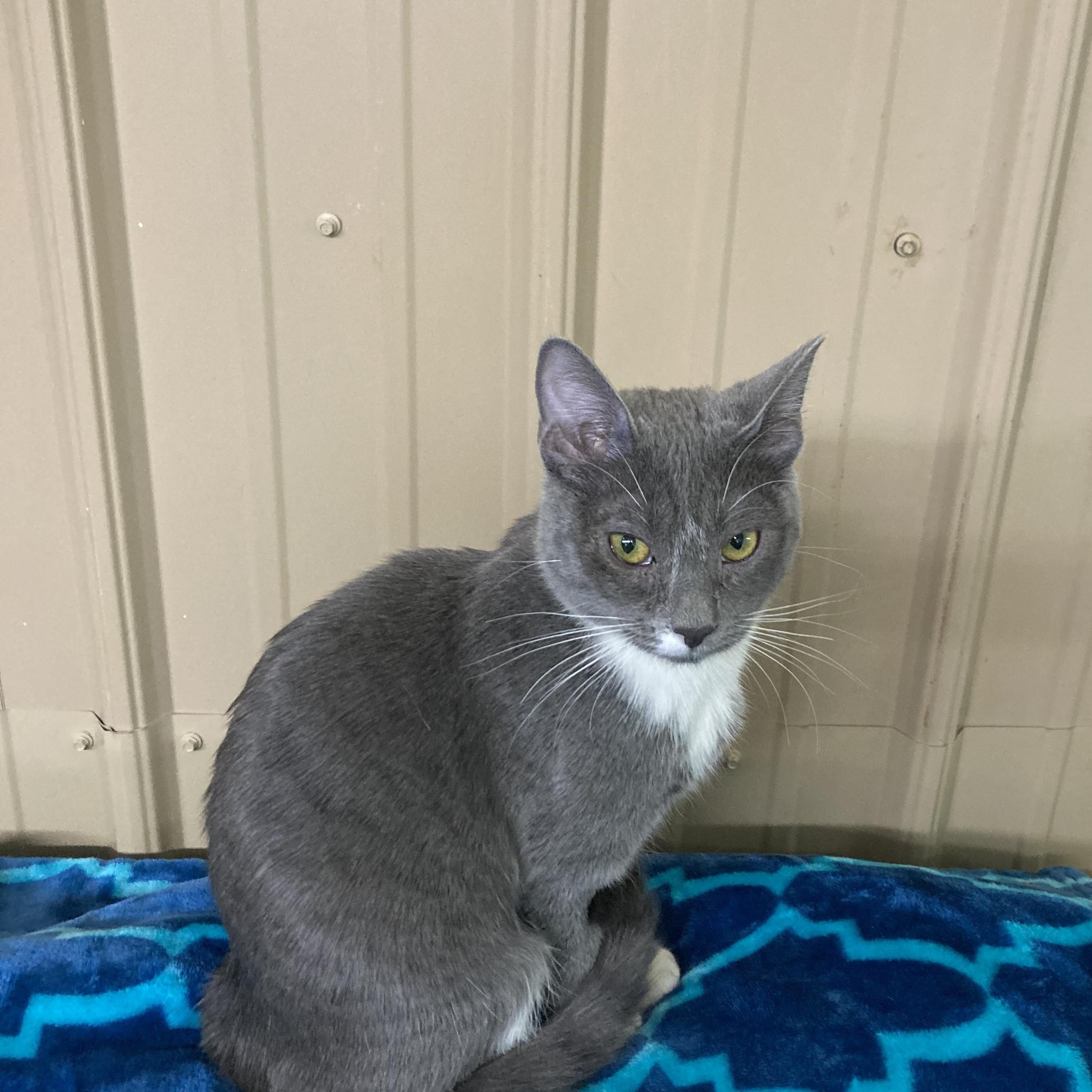 Charlotte, a Adoptable mixed breed in Tahlequah, OK image 5/5