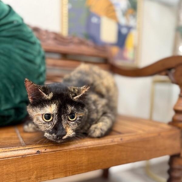 Duchess Gentle Sweets — thumbnail 3