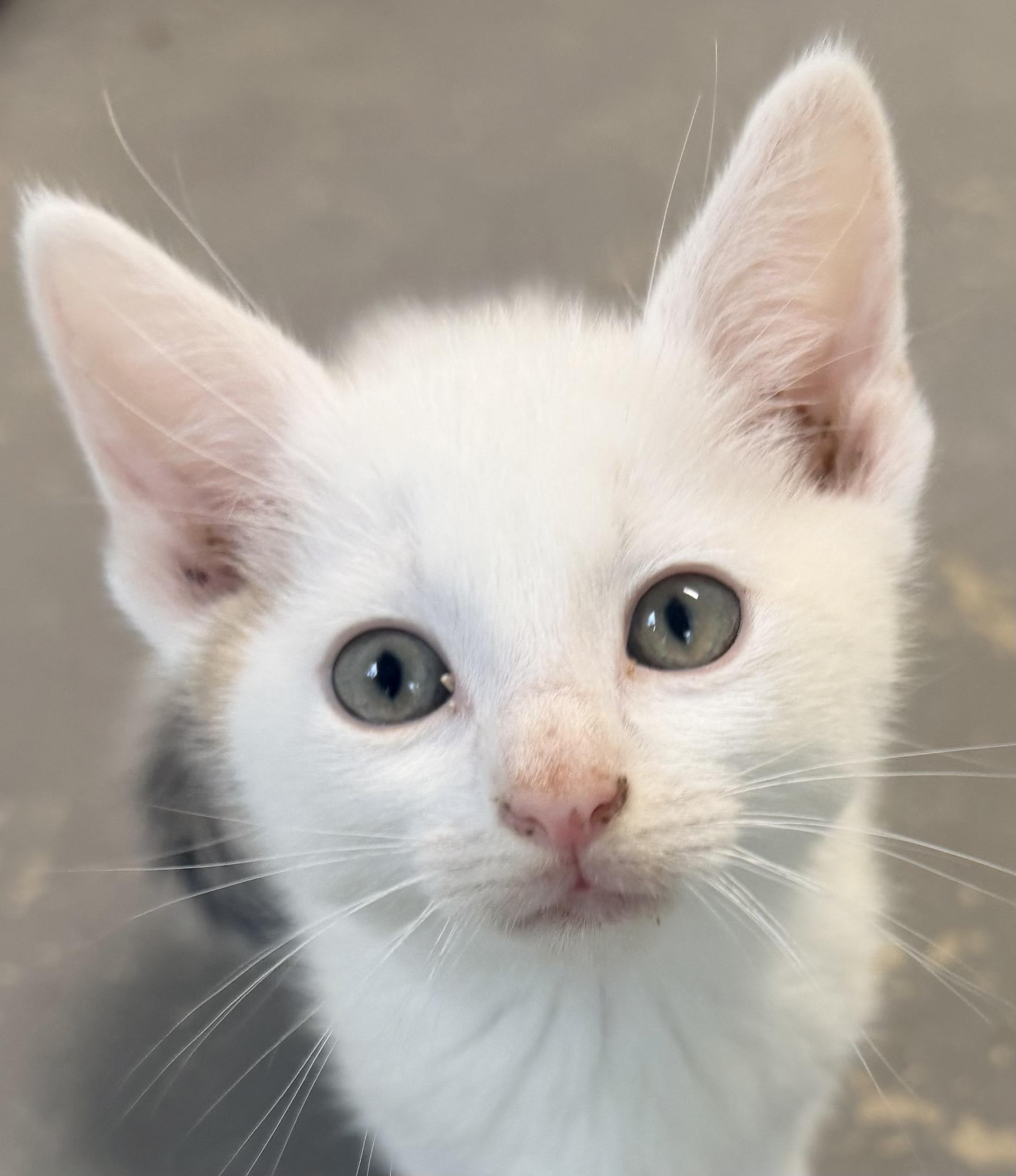 Enlarge Pepper, an adopted mixed breed in Pittsburgh, PA image 3/5