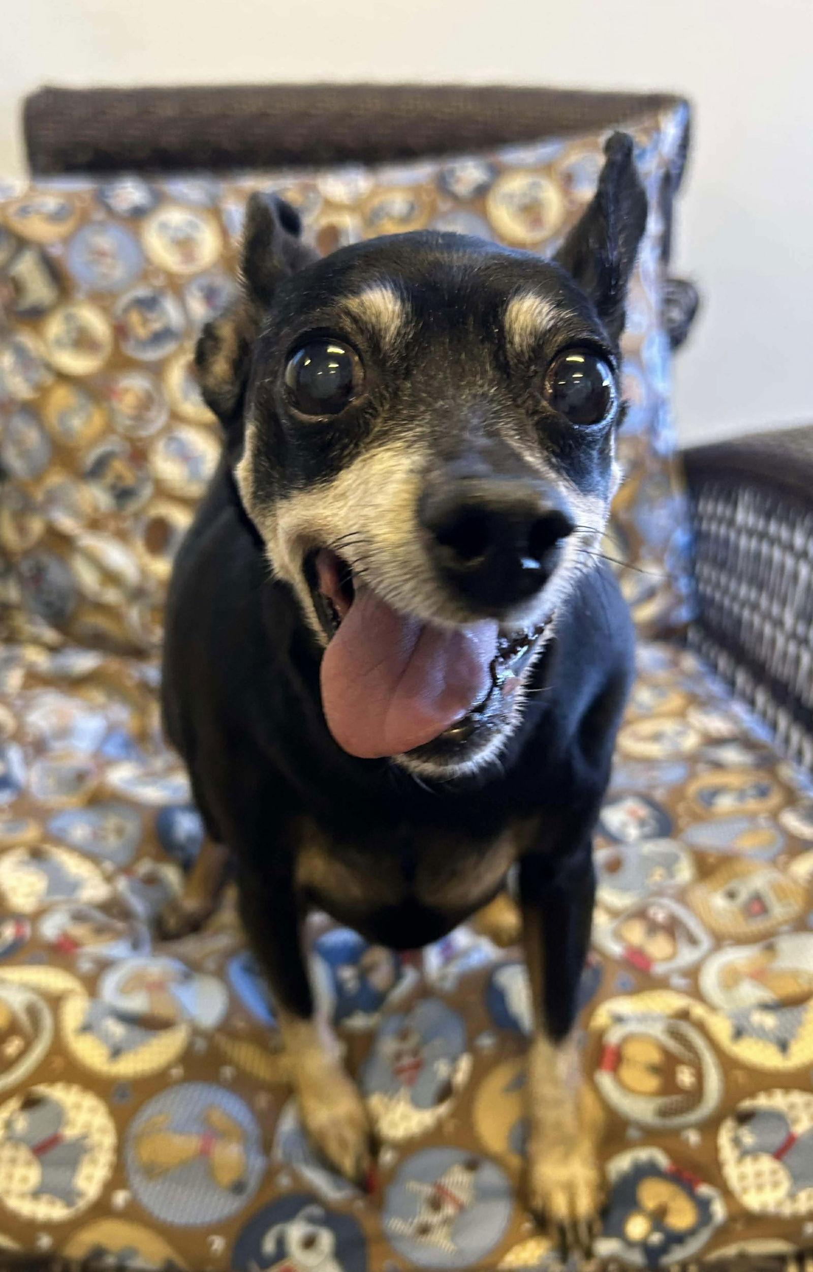 Willow, Adoptable, Senior Female Miniature Pinscher.