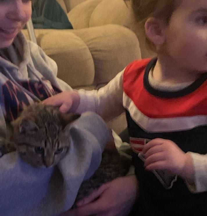 Lovely, Adopted, Kitten Female Domestic Short Hair.