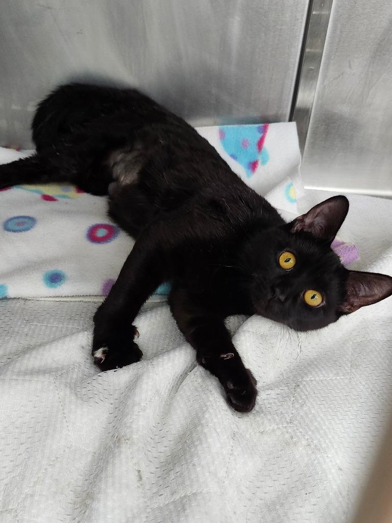 Cherry, Adoptable, Young Female Domestic Short Hair.