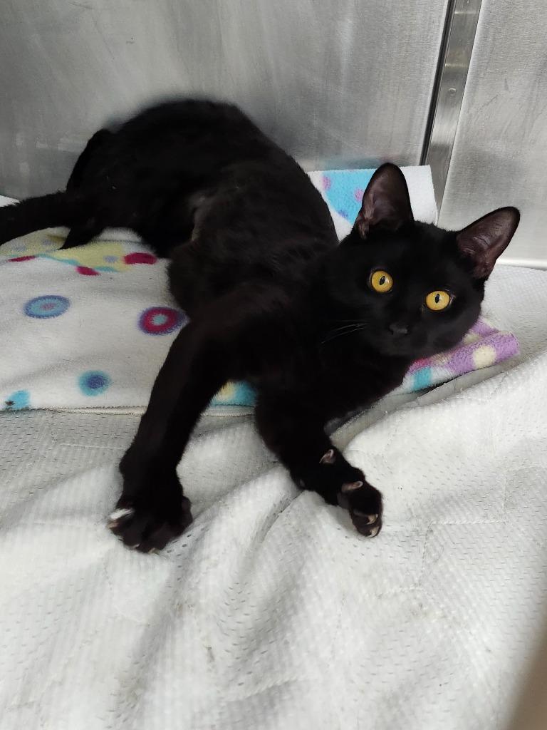 Enlarge Cherry, a Adoptable mixed breed in Cincinnati, OH image 2/5