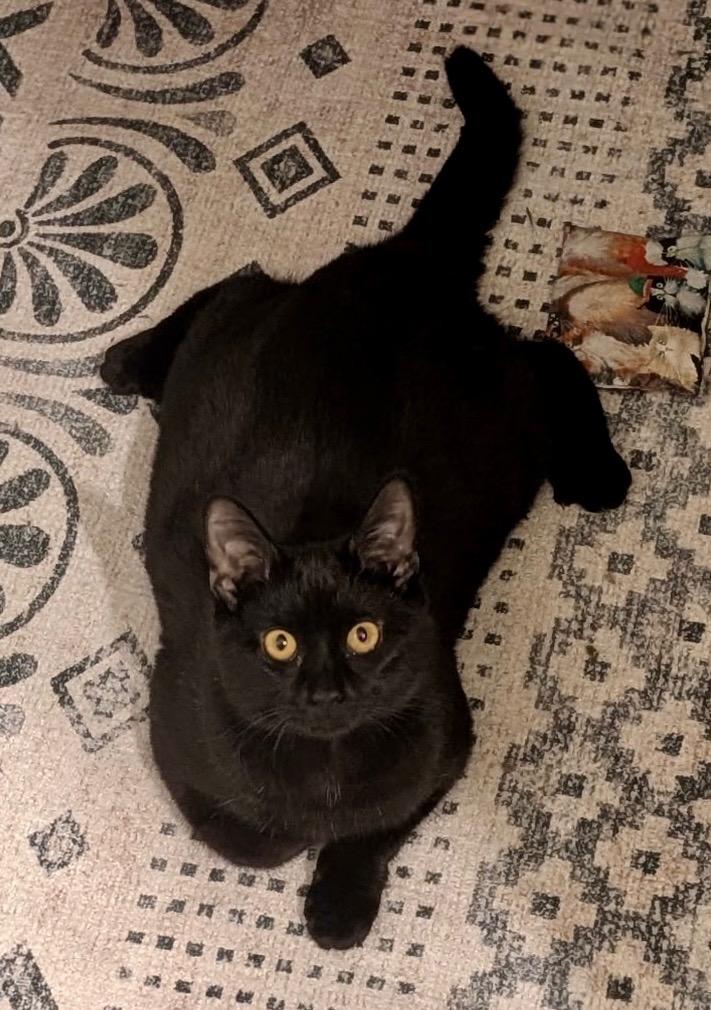 Enlarge Cherry, a Adoptable mixed breed in Cincinnati, OH image 3/5