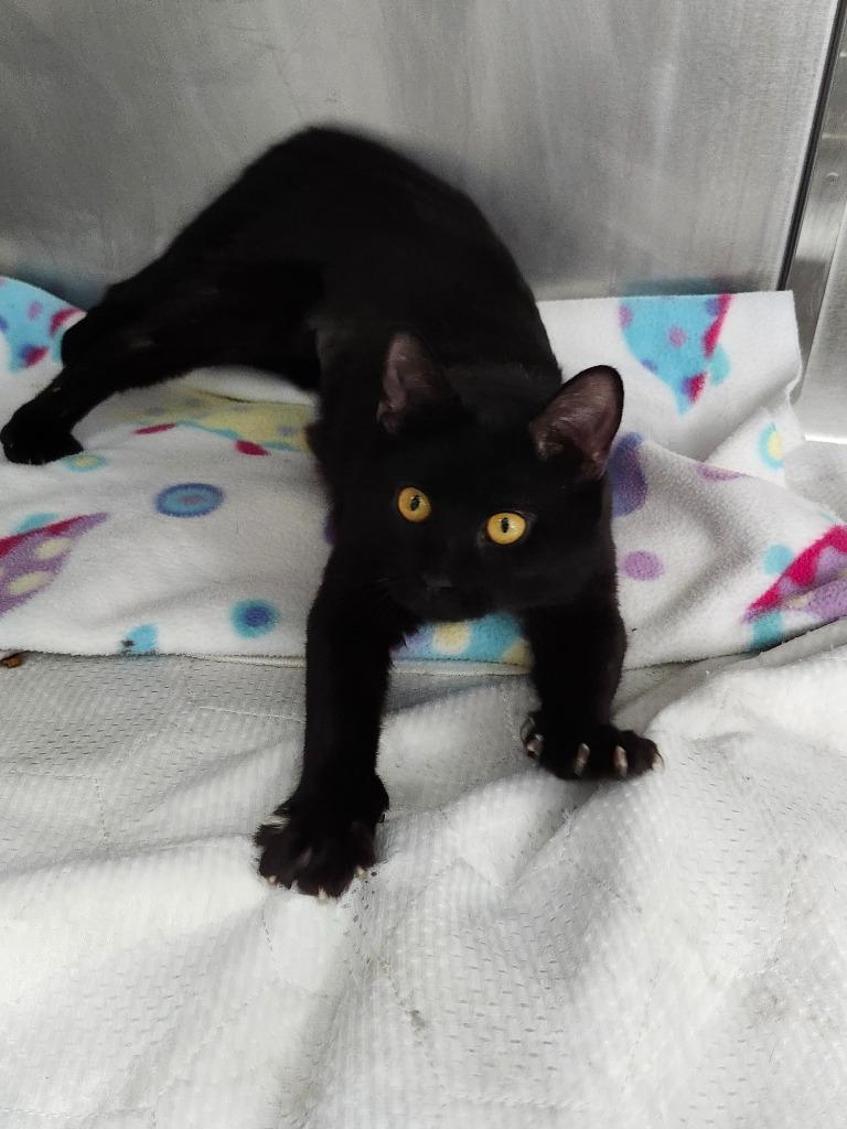 Enlarge Cherry, a Adoptable mixed breed in Cincinnati, OH image 4/5