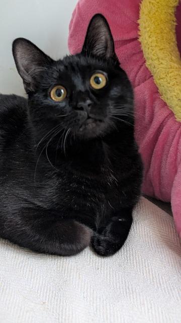 Enlarge Cherry, a Adoptable mixed breed in Cincinnati, OH image 5/5