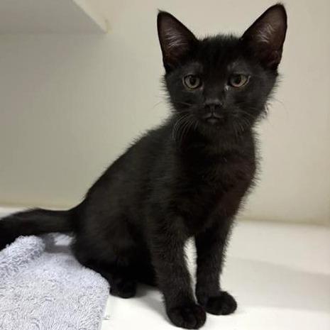 Enlarge Double Dutch, a Adoptable Domestic Short Hair in Phoenix, AZ image 1/1