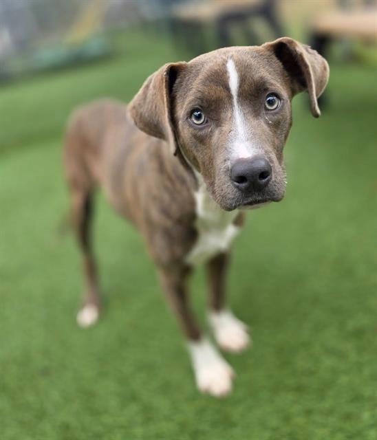 SLIPPERS, Adoptable, Young Male Mixed Breed.