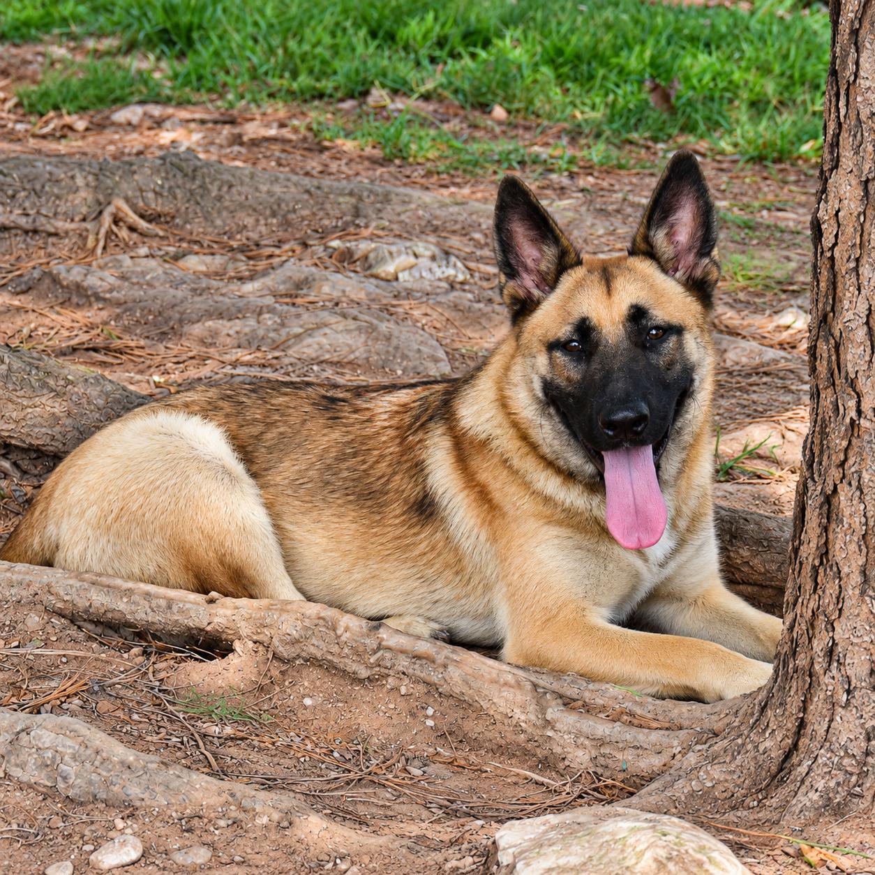 Enlarge Max, a Adoptable mixed breed in Wedowee, AL image 5/6