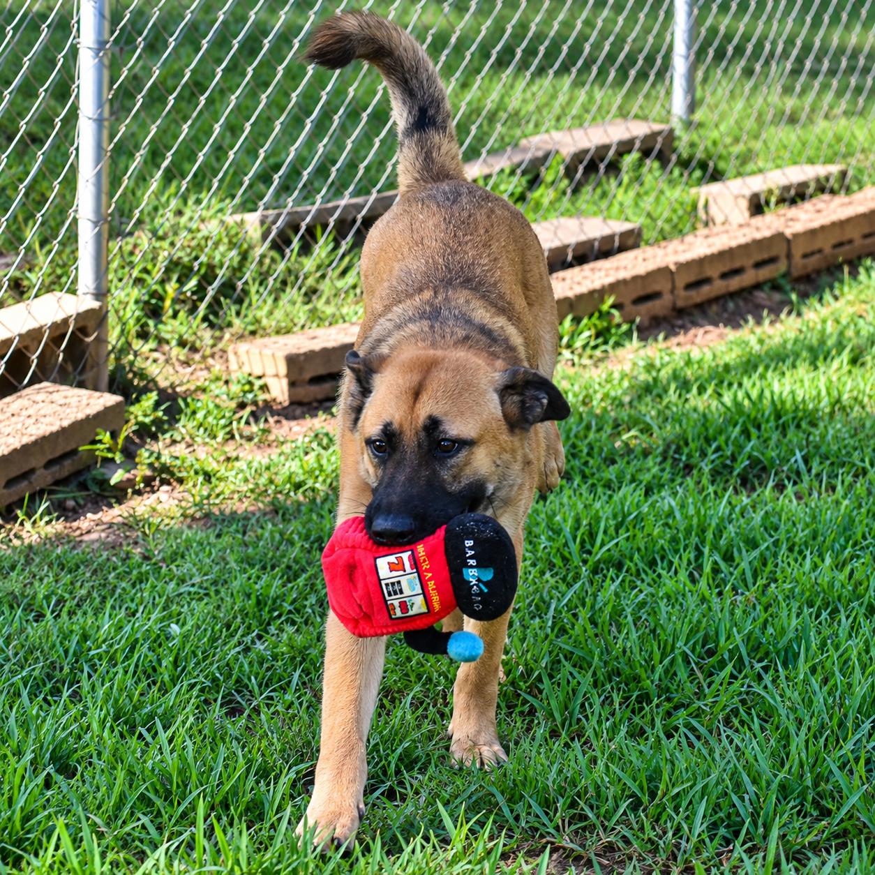 Enlarge Max, a Adoptable mixed breed in Wedowee, AL image 6/6