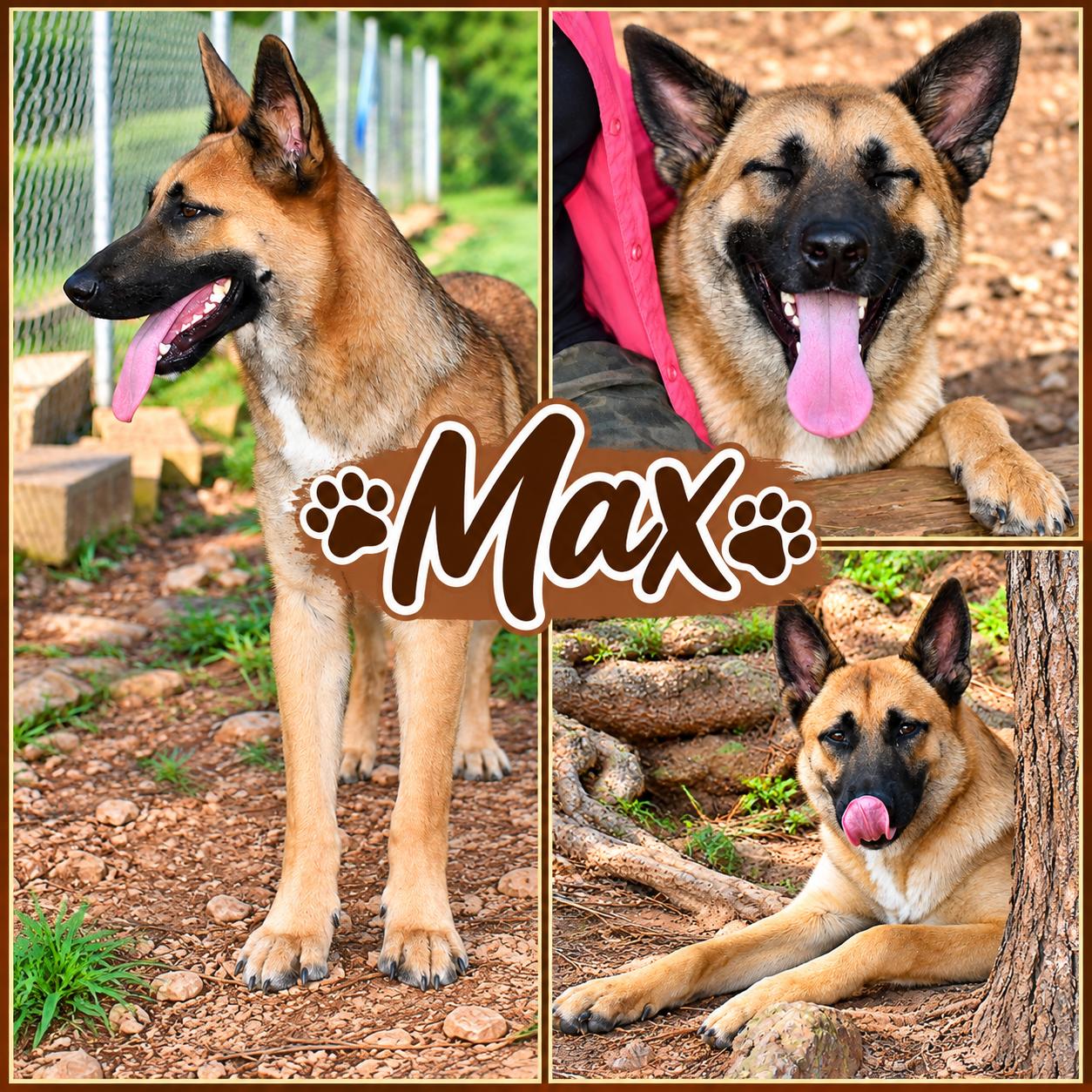 Max, Adoptable, Young Male German Shepherd Dog & Belgian Shepherd / Malinois.