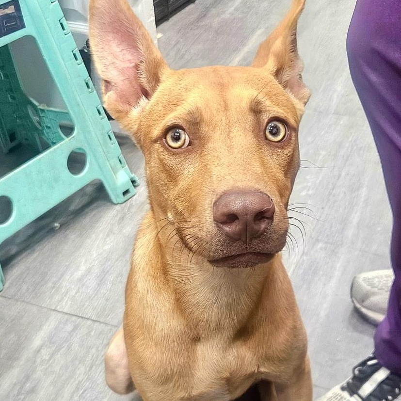 Zoey — thumbnail 2