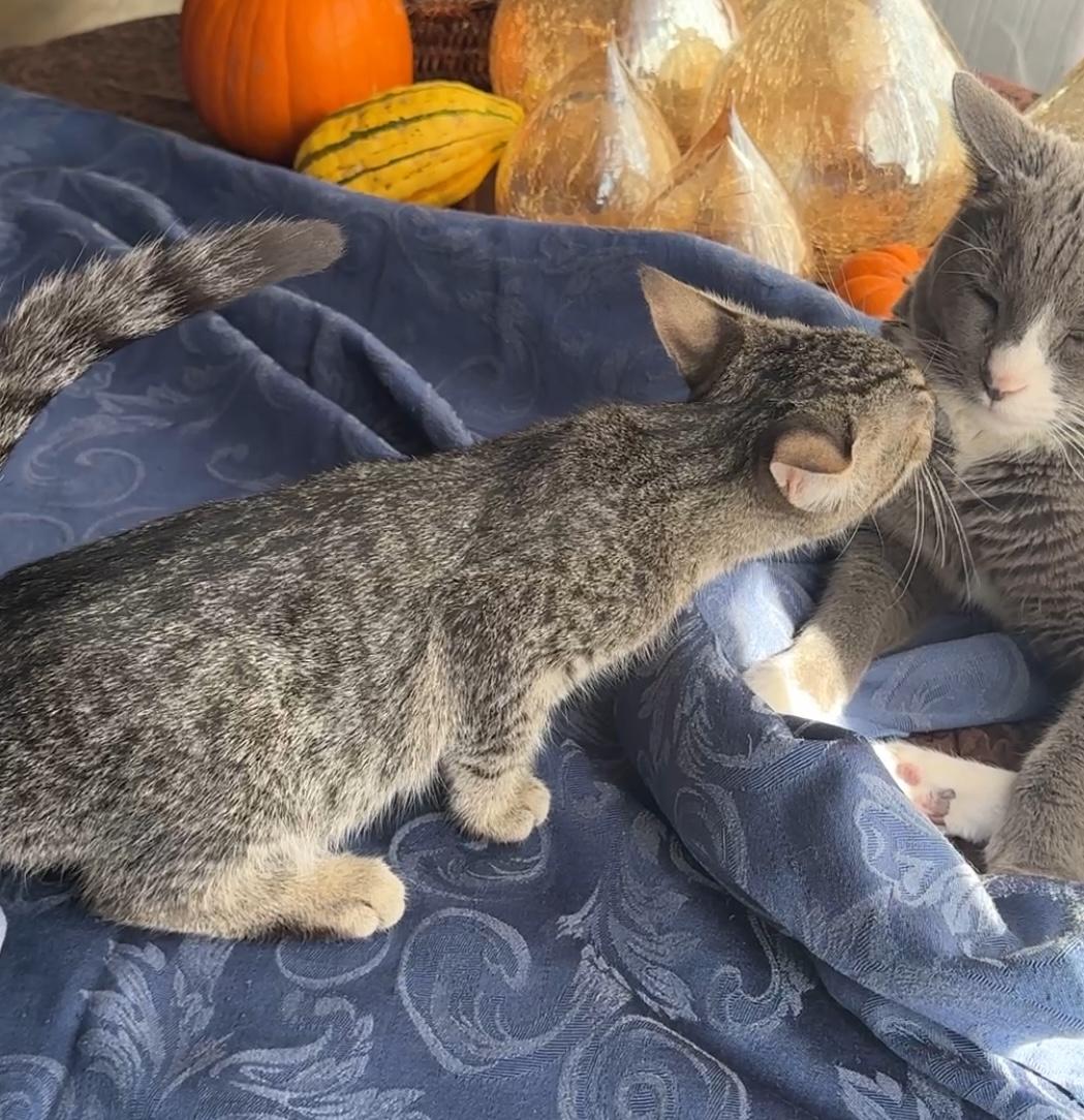 Charlie 4-months old